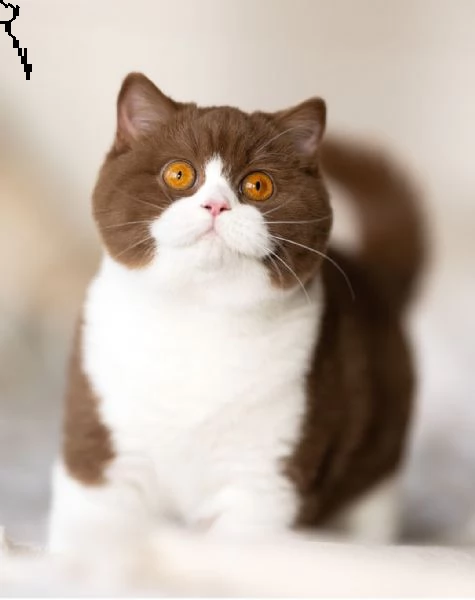 bellissimi gattini pronti per le case | Foto 5