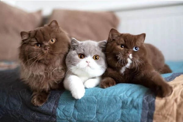 bellissimi gattini pronti per le case | Foto 4