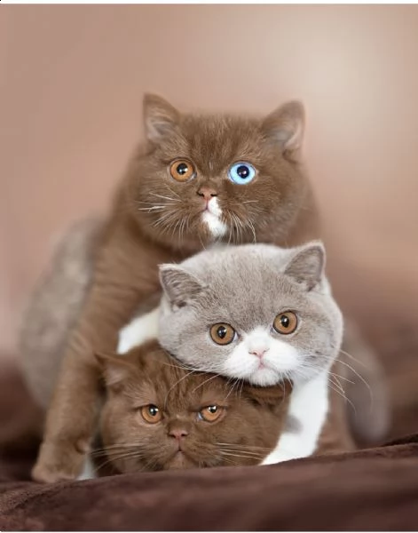 bellissimi gattini pronti per le case | Foto 2