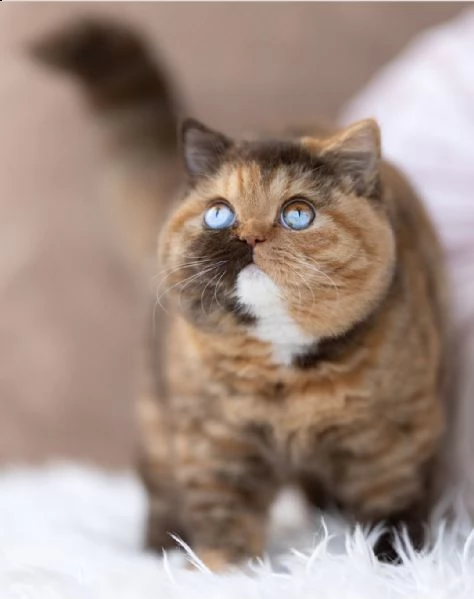 bellissimi gattini pronti per le case | Foto 1