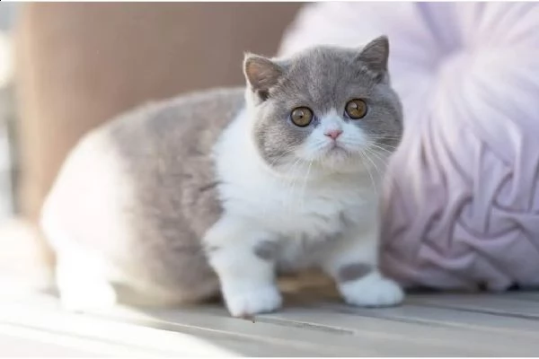 bellissimi gattini pronti per le case | Foto 0