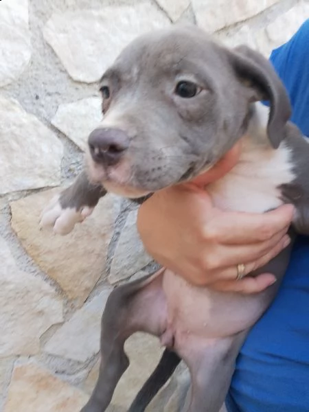 cuccioli bully | Foto 6