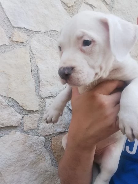 cuccioli bully | Foto 5