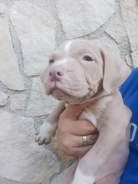 cuccioli bully | Foto 3