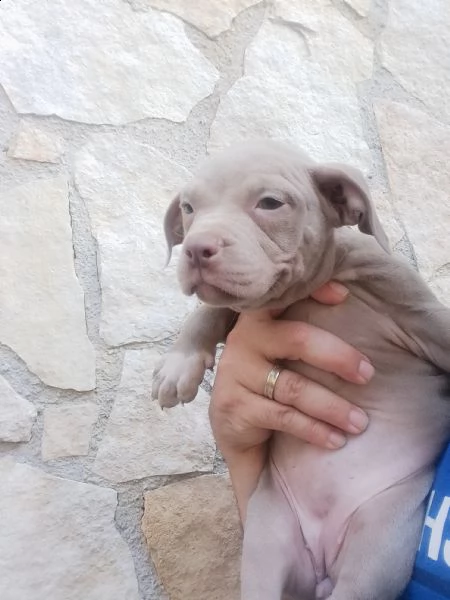 cuccioli bully | Foto 2