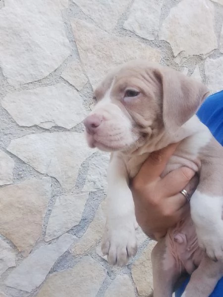 cuccioli bully