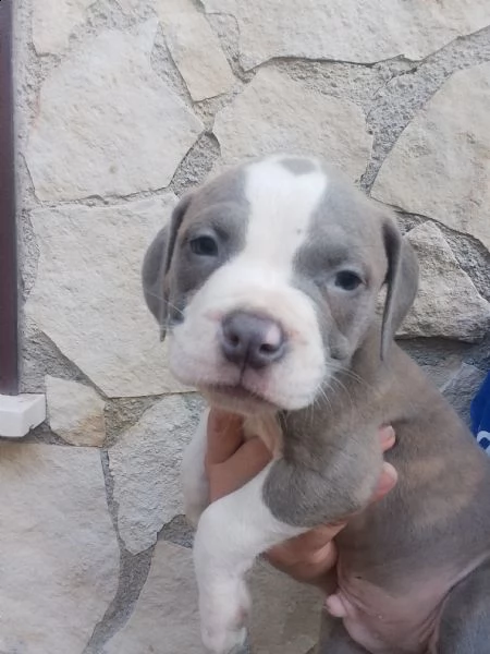 cuccioli bully | Foto 1