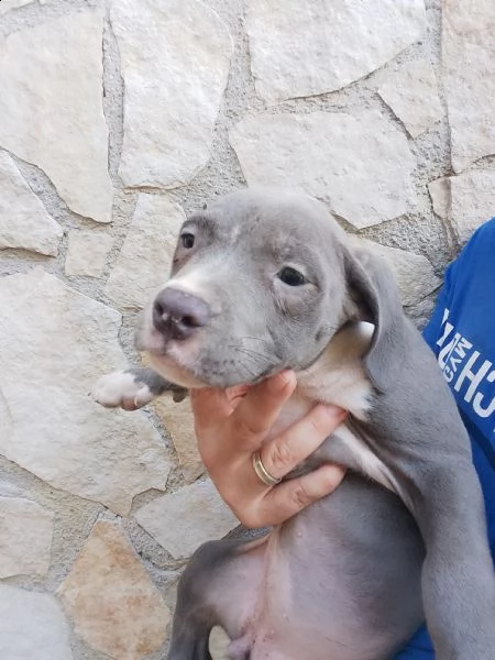 cuccioli bully | Foto 0