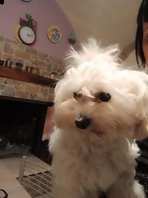cuccioli razza maltipoo toy