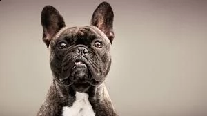bulldog francese | Foto 0