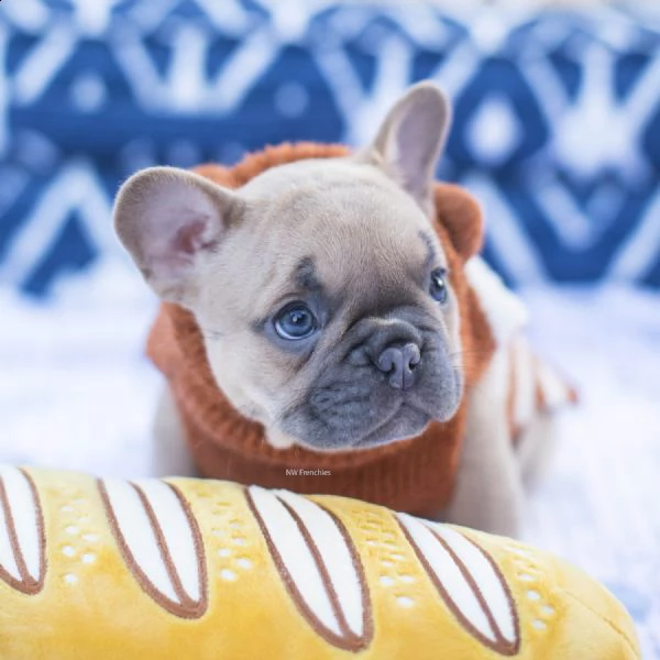 bulldog francese