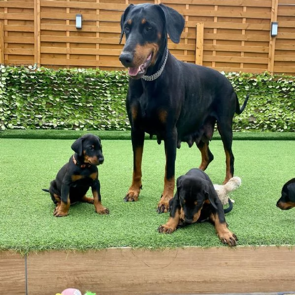 bellissimi cuccioli di doberman | Foto 1