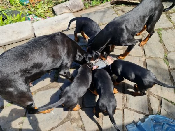 bellissimi cuccioli di doberman | Foto 0
