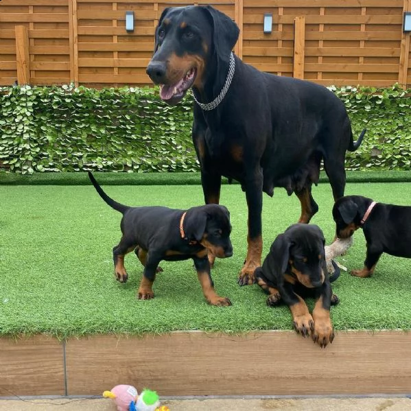 bellissimi cuccioli di doberman
