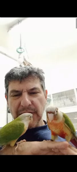 Conuro guance verdi allevati a mano  | Foto 3