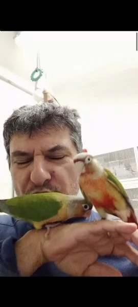 Conuro guance verdi allevati a mano  | Foto 2