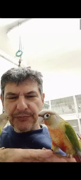 Conuro guance verdi allevati a mano  | Foto 1