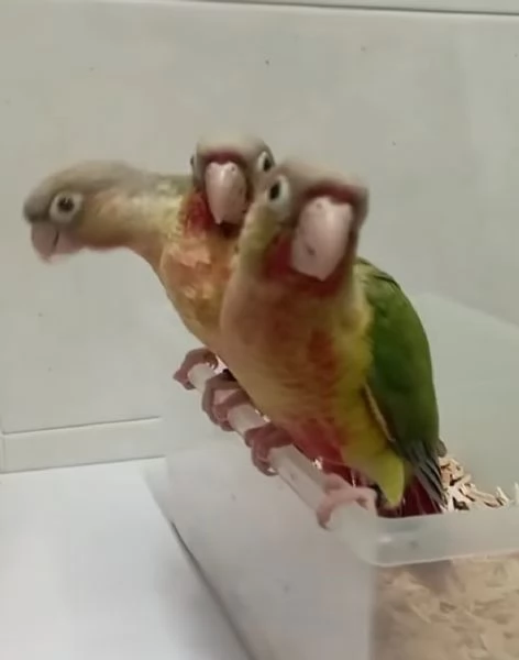 Conuro guance verdi allevati a mano  | Foto 0