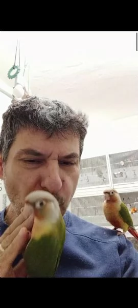 Conuro guance verdi allevati a mano 