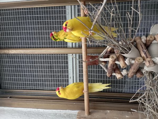 Pappagalli kakariki allevati a mano  | Foto 1