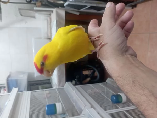 Pappagalli kakariki allevati a mano 