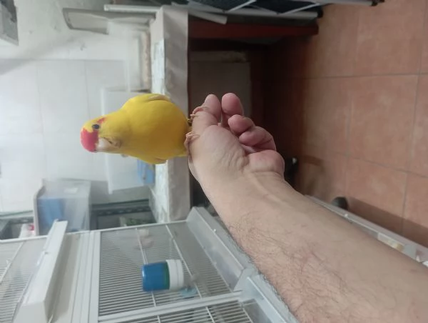 Pappagalli kakariki allevati a mano  | Foto 0