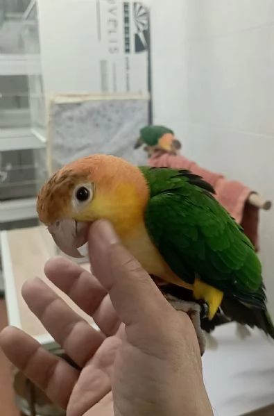 Pappagalli Caicco allevati a mano  | Foto 4