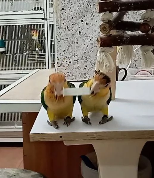 Pappagalli Caicco allevati a mano  | Foto 2