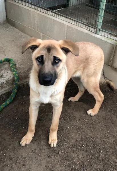 paperino cane curiosone con mantello fulvo un po schivo | Foto 2