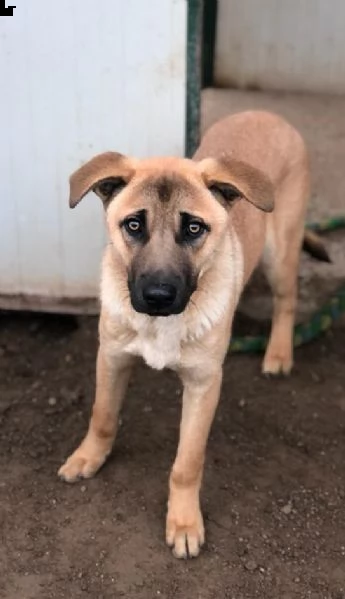 paperino cane curiosone con mantello fulvo un po schivo