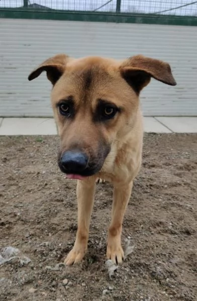 paperino cane curiosone con mantello fulvo un po schivo | Foto 1