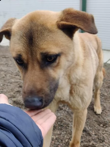 paperino cane curiosone con mantello fulvo un po schivo | Foto 0