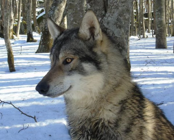 cuccioli cane lupo cecoslovacco  | Foto 3
