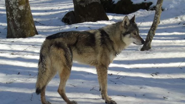 cuccioli cane lupo cecoslovacco  | Foto 2