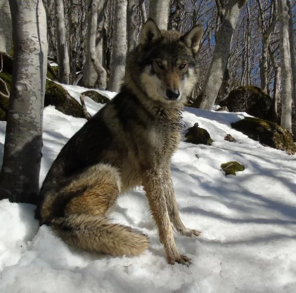 cuccioli cane lupo cecoslovacco  | Foto 1