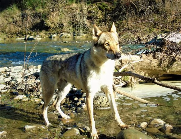 cuccioli cane lupo cecoslovacco  | Foto 0