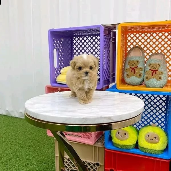 regalo bichon frise cuccioli di barboncino giocattolo pronti per andare ora