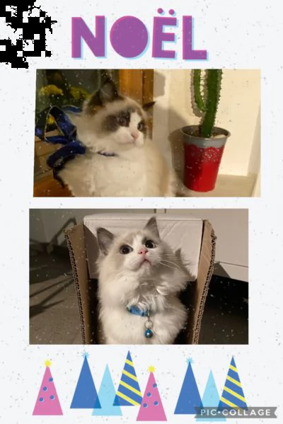 vendita ragdoll