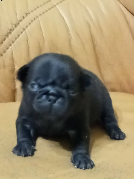 cucciolo di carlina femmina nera  | Foto 6