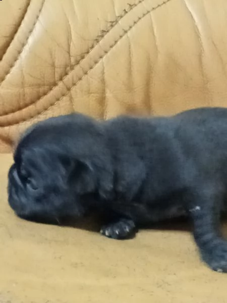 cucciolo di carlina femmina nera  | Foto 5