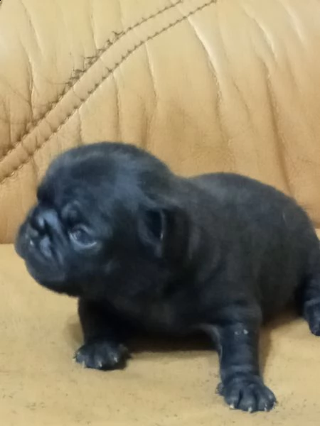 cucciolo di carlina femmina nera  | Foto 4