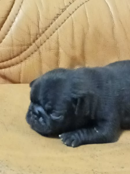 cucciolo di carlina femmina nera  | Foto 3