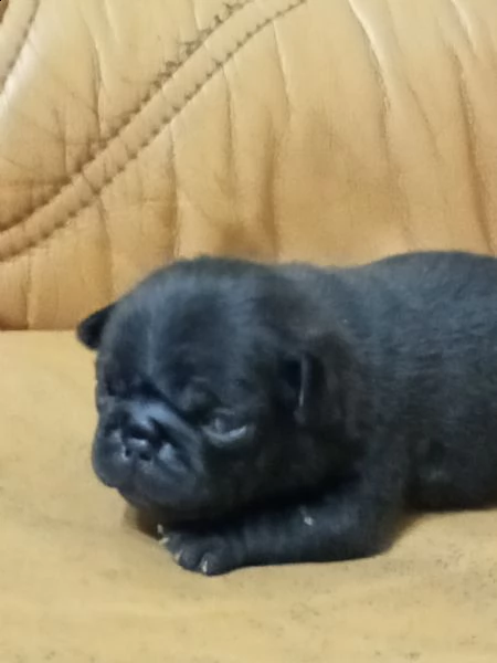 cucciolo di carlina femmina nera  | Foto 2