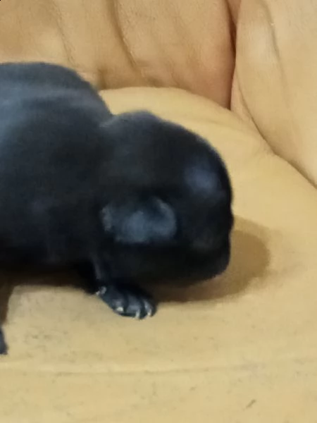 cucciolo di carlina femmina nera 