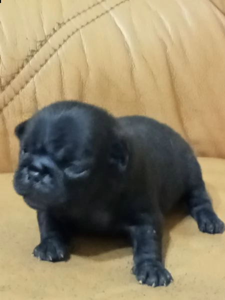 cucciolo di carlina femmina nera  | Foto 1