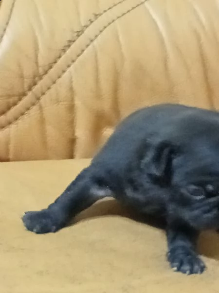 cucciolo di carlina femmina nera  | Foto 0