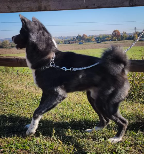 akita inu tigrato disponibile per monta