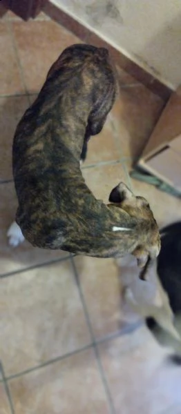 cucciolo 