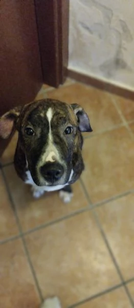 cucciolo  | Foto 0