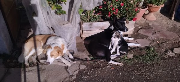 cucciolo femmina 